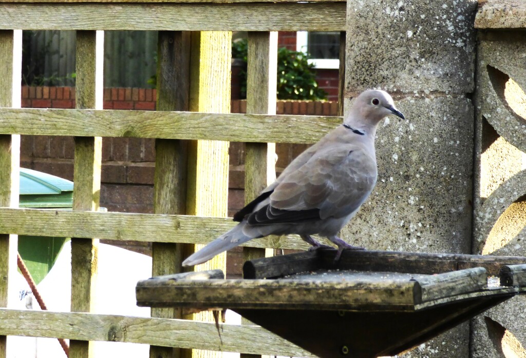 A visit from the Collared Dove by beryl