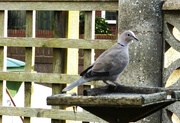 22nd Sep 2023 - A visit from the Collared Dove