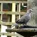 A visit from the Collared Dove