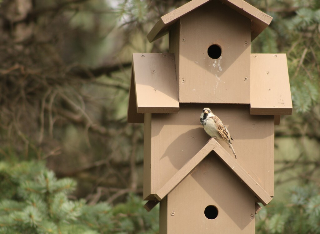 House sparrows moving in by mltrotter