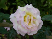 17th Sep 2023 - Peace - Another Late Rose