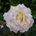 Peace - Another Late Rose