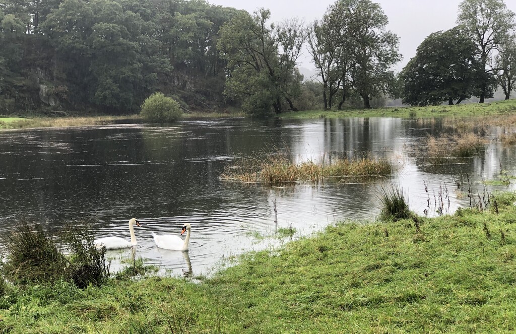 Swans Enjoying the Rain and the Flooding by susiemc