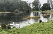 19th Sep 2023 - Swans Enjoying the Rain and the Flooding