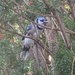Blue Jay  by spanishliz