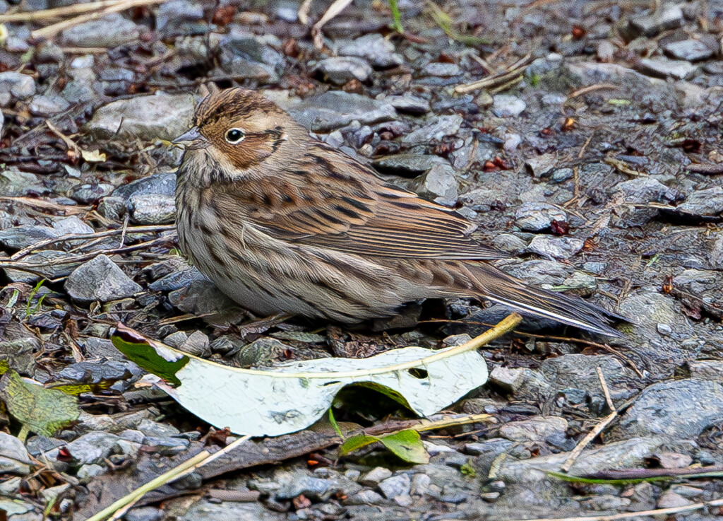Little Bunting by lifeat60degrees