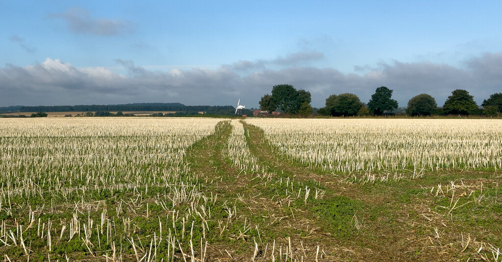 Burnham Overy Staithe Windmill by markyd