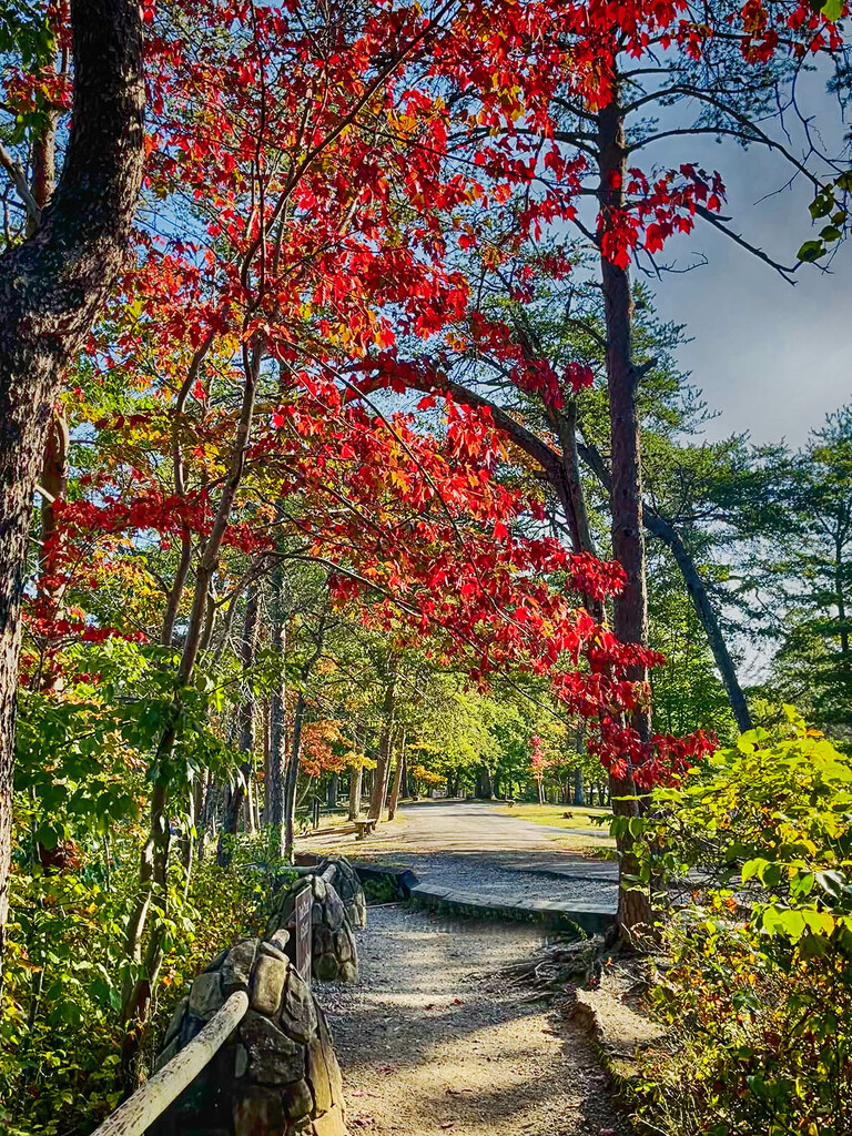 Fall Beauty by k9photo