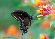 22nd Sep 2023 - Spicebush Swallowtail