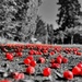 Berries by gaillambert