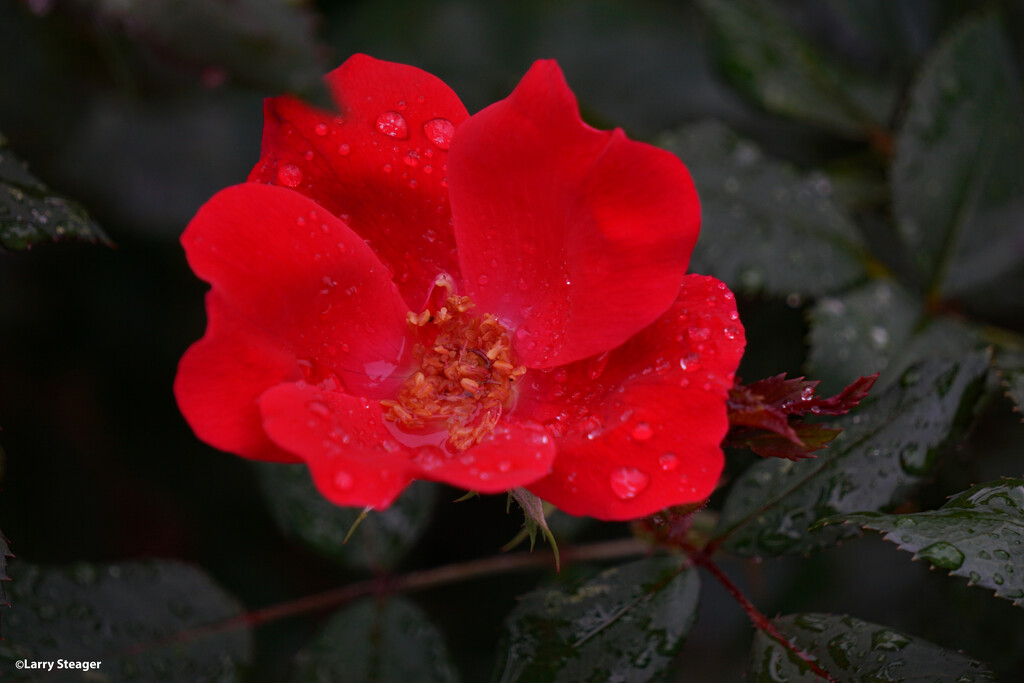 Rain drops on rose by larrysphotos