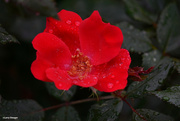 22nd Sep 2023 - Rain drops on rose