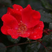 Rain drops on rose