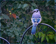 22nd Sep 2023 - Bluejay on the Hook