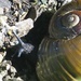 Kauri snail found only in NZ  by Dawn