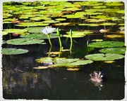 23rd Sep 2023 -  Reflections In Clear Water ~ 