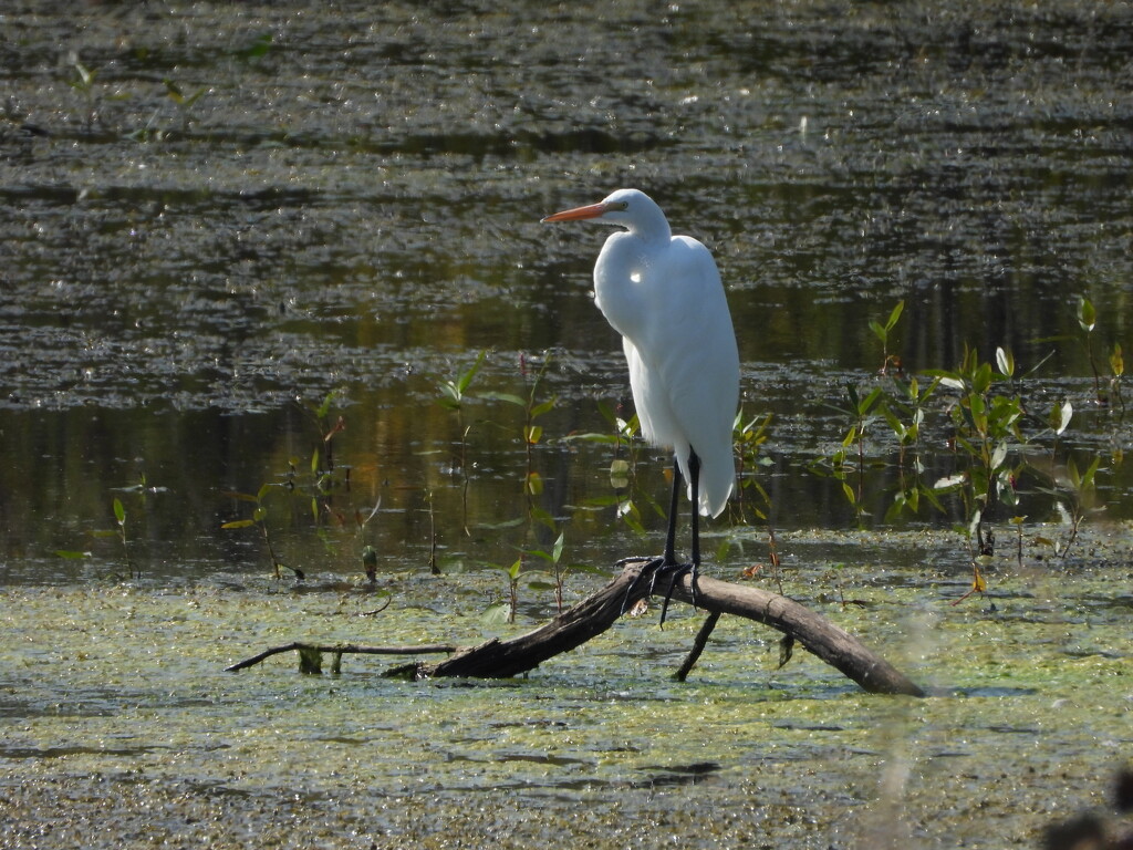 egret posing by amyk