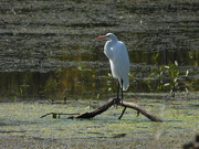 22nd Sep 2023 - egret posing