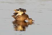 22nd Sep 2023 - Female mallard duck