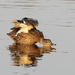Female mallard duck by fayefaye