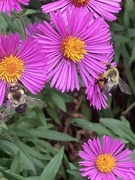22nd Sep 2023 - Bumble bees in the asters