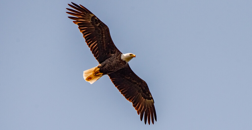 Bald Eagle Fly-over! by rickster549