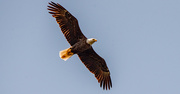 22nd Sep 2023 - Bald Eagle Fly-over!