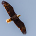 Bald Eagle Fly-over!