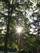 23rd Sep 2023 - Sunburst in the trees