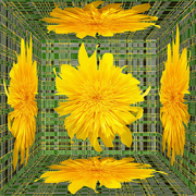23rd Sep 2023 - Yellow Flower Mirror Box