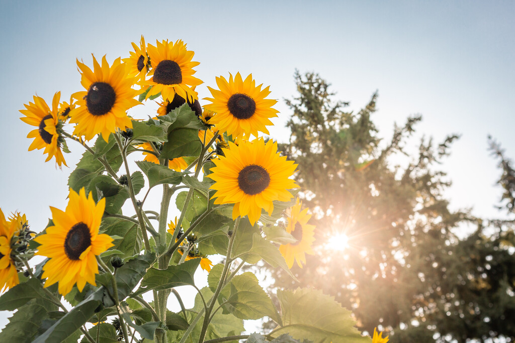 Sunflower Christmas Tree by tina_mac