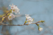 21st Sep 2023 - Spring Blossom