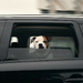 Doggie Roadie by helenw2