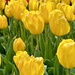 Tulips by kjarn
