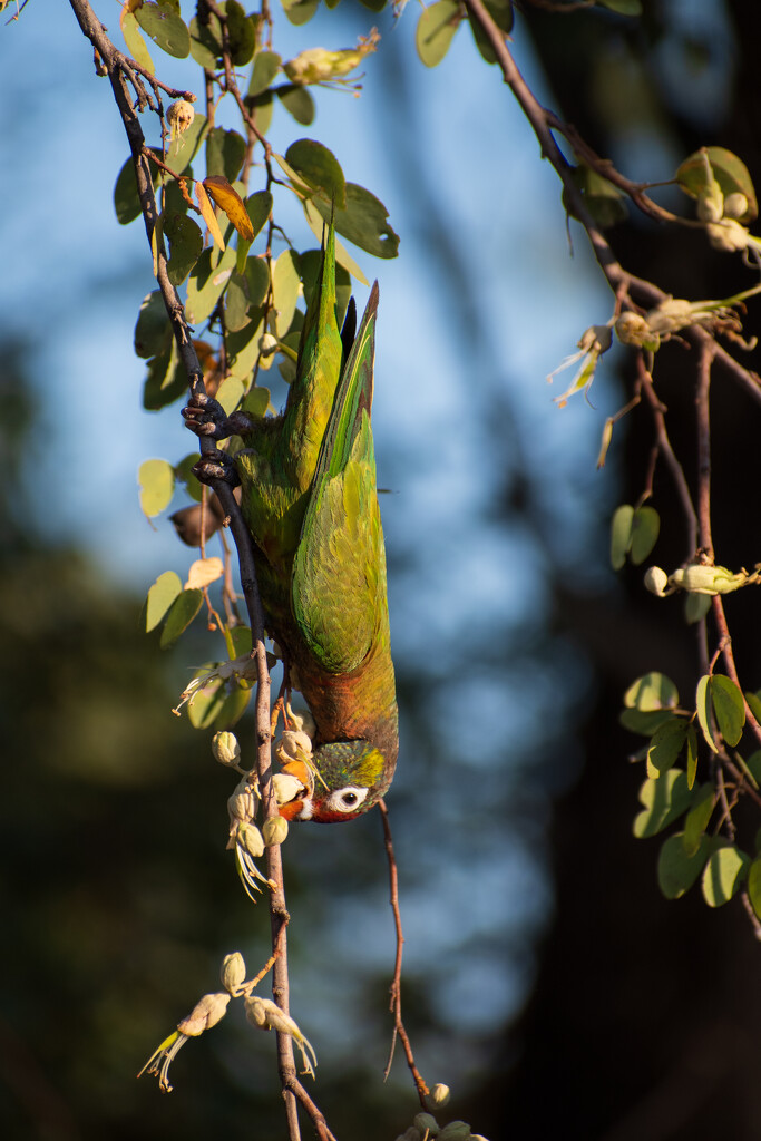 Varied Lorikeet by nannasgotitgoingon