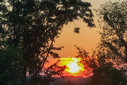 23rd Sep 2023 - Sunset through the trees