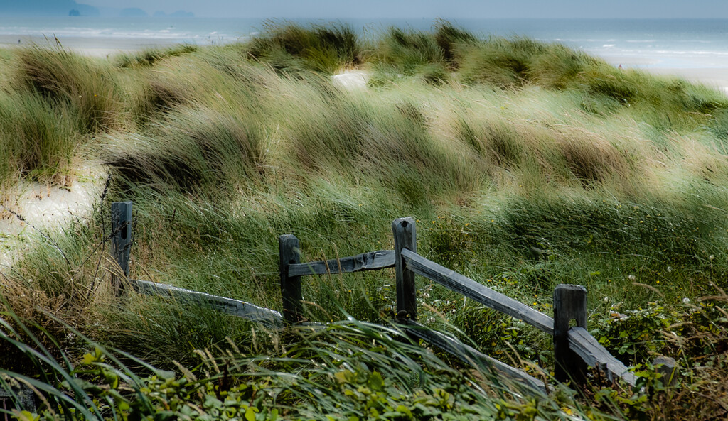 Dunes ~ Grasses ~ Wind ~ Fence by 365projectorgbilllaing