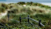 23rd Sep 2023 - Dunes ~ Grasses ~ Wind ~ Fence