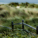 Dunes ~ Grasses ~ Wind ~ Fence