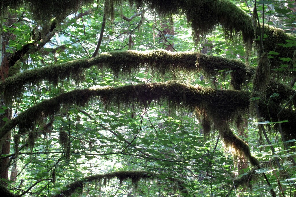 moss or lichen by thedarkroom