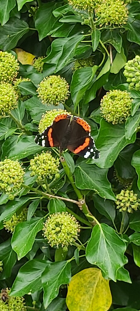 Red Admiral by pammyjoy