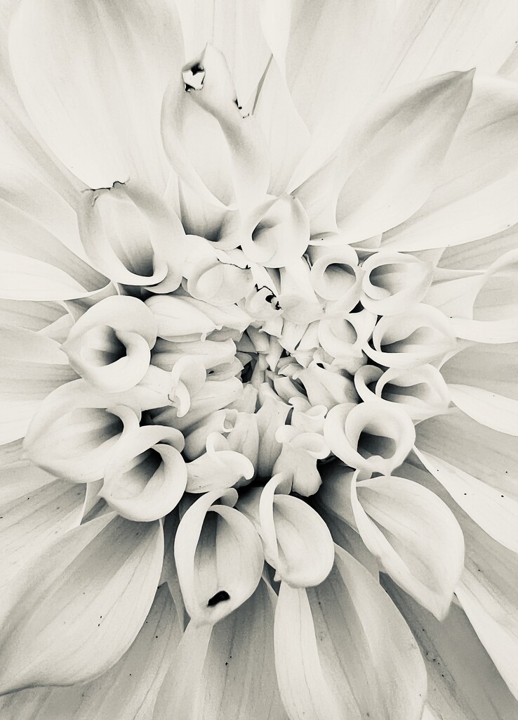 Another Dahlia by kwind