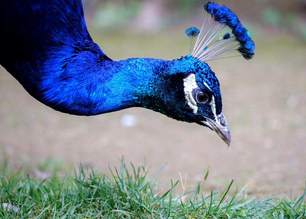 Peacock Blue by helenhall