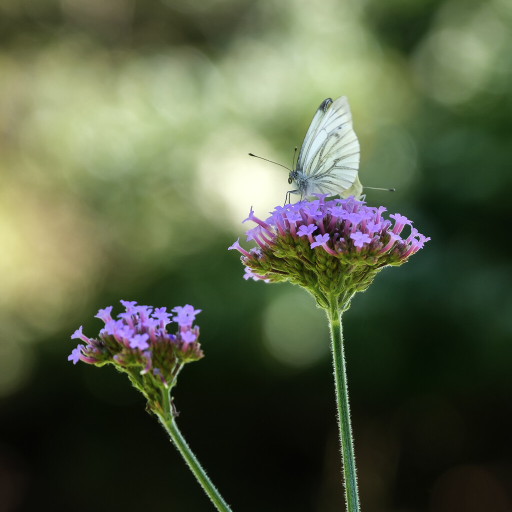 Green-veined white by helenhall