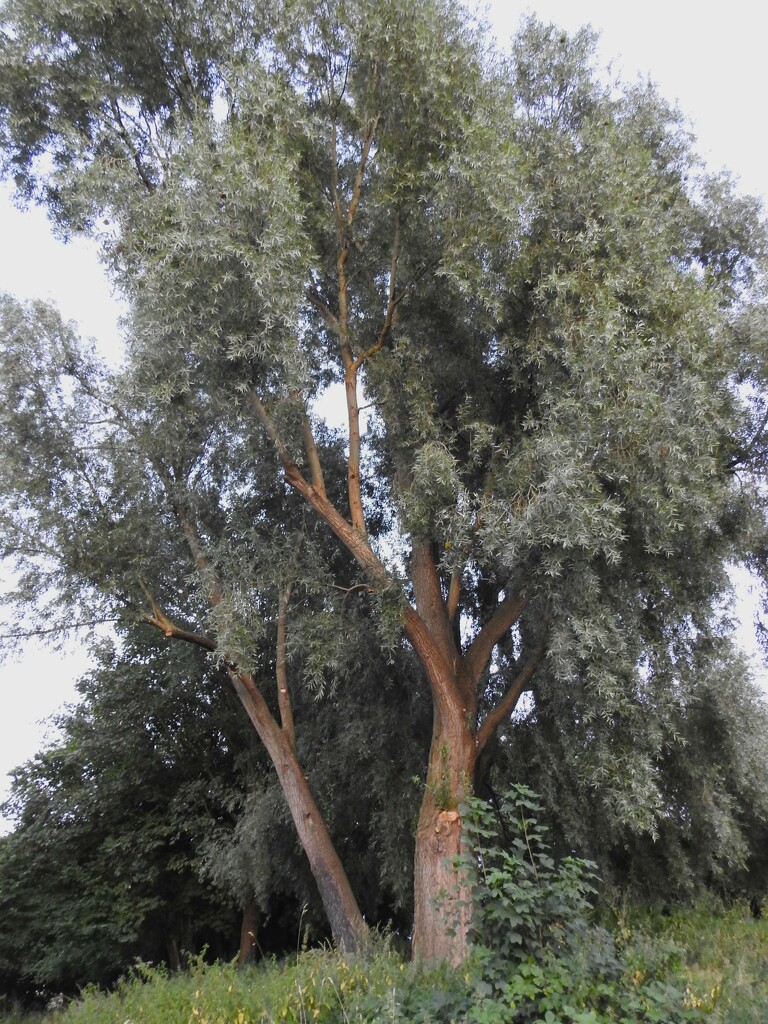 Tree in Vernon Park by oldjosh