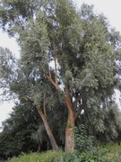 5th Sep 2023 - Tree in Vernon Park