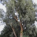 Tree in Vernon Park