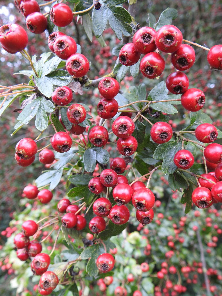 Hawthorn Berries by oldjosh