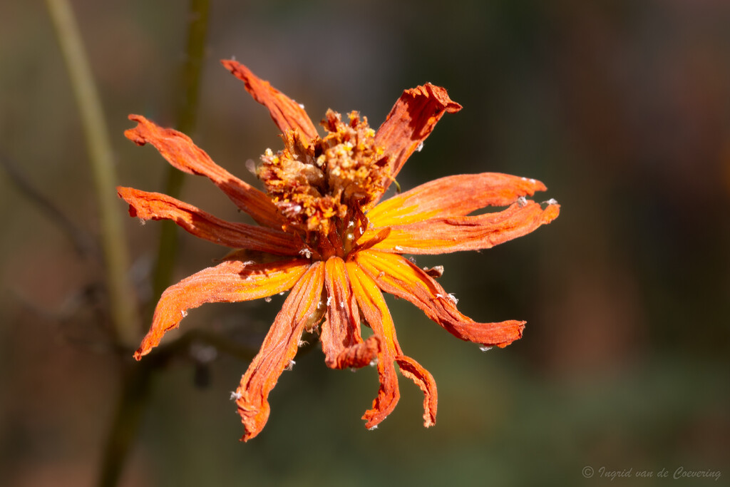 Drying Cosmos flower with lice by ingrid01