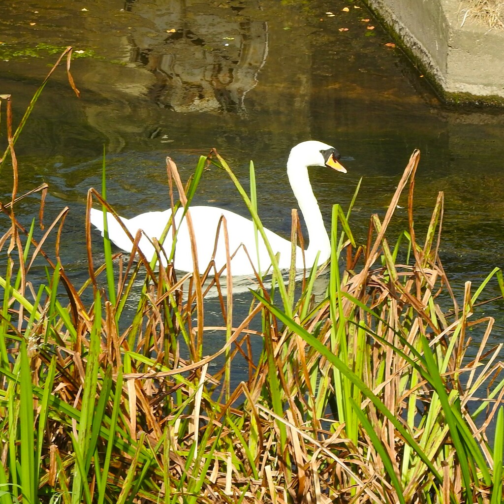 Swan on the river Leen by oldjosh